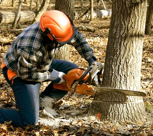 Tree Removal in Webbers Falls, OK